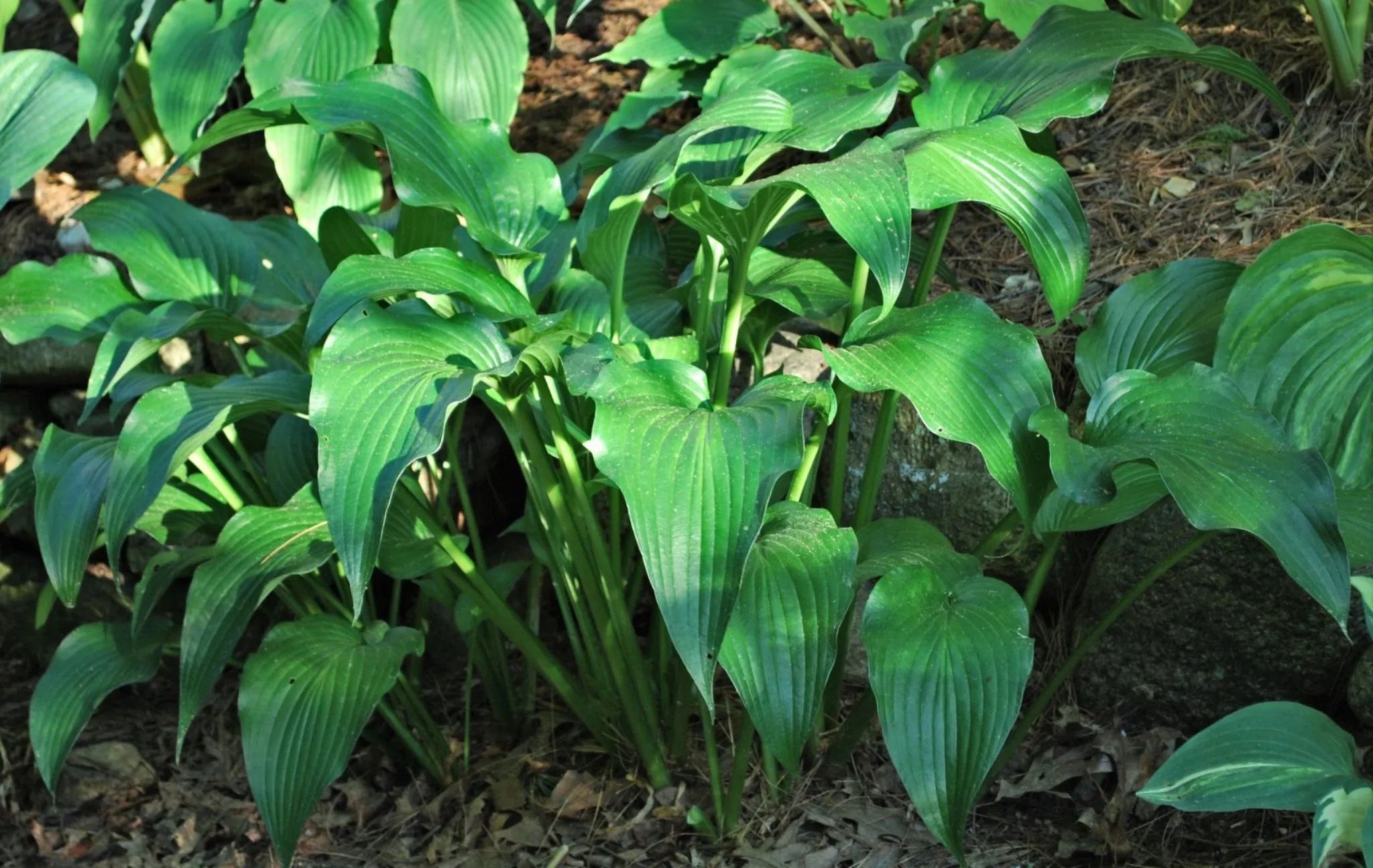 The Shire Hosta