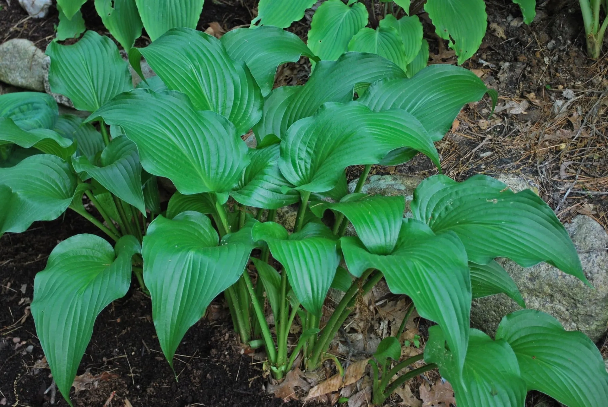 The Shire Hosta